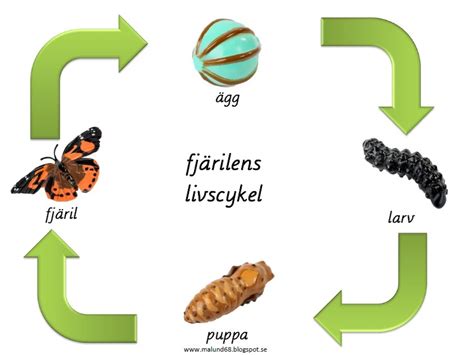 vad är biståndsprocessen